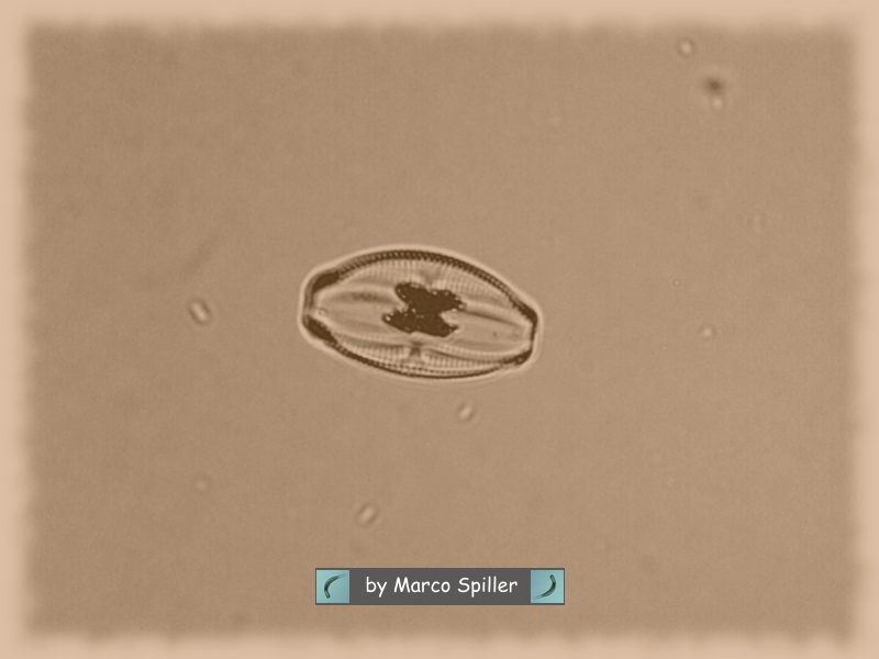 Amphora ovalis anni 50